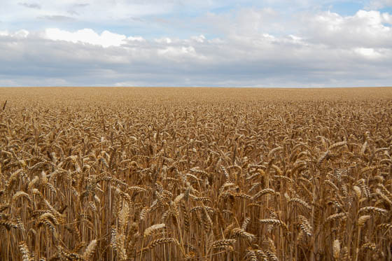Another August photo &mdash; the sky will be just as wide, but the wheat will be long gone